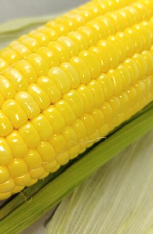Sweet Corn
